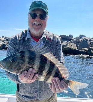 Landing a Striped Beauty, the Sheepshead!